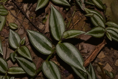 Tradescantia zebrina