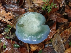 Lactarius indigo