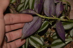 Tradescantia zebrina