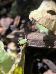 Macrosiphum rosae