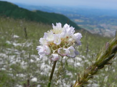 Armeria nebrodensis