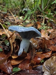 Lactarius indigo