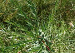 Oenothera lindheimeri