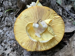Amanita caesarea