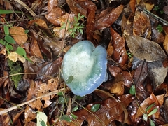 Lactarius indigo