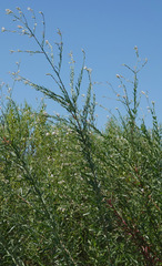 Oenothera lindheimeri