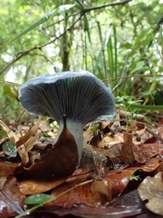 Lactarius indigo