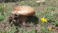 Boletus reticulatus