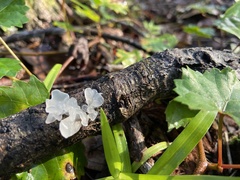 Tremella fuciformis