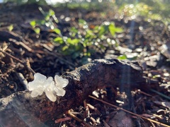 Tremella fuciformis