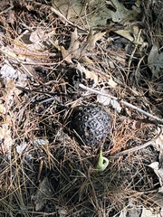 Symplocarpus foetidus