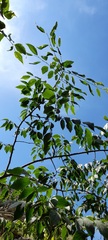 Celtis caucasica