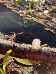 Tremella fuciformis
