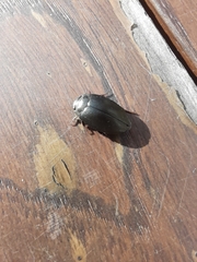 Agabinae
