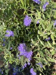 Caryopteris