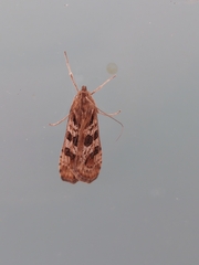 Nomophila noctuella