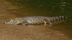 Caiman yacare