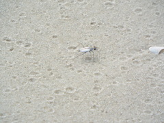 Habroscelimorpha dorsalis saulcyi