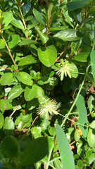 Passiflora lutea