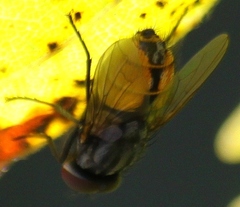Musca autumnalis