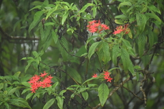 Ixora