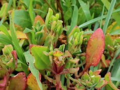 Mesembryanthemum aitonis