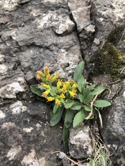Solidago simplex