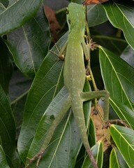 Bronchocela cristatella