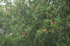 Ixora