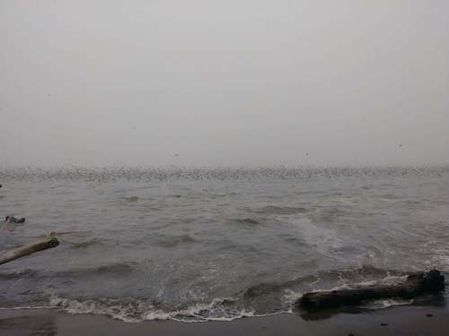 Puffin fuligineux
