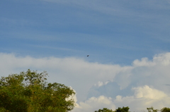 Tachycineta albiventer