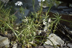 Ornithogalum