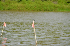 Tachycineta albiventer