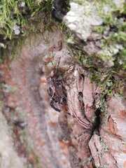 Cerastipsocus venosus