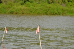 Tachycineta albiventer