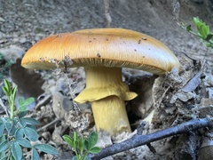 Amanita caesarea