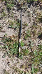 Hystrix africaeaustralis