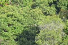 Chloroceryle amazona