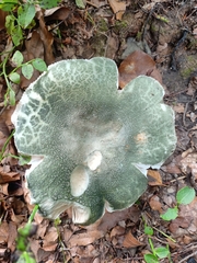 Russula virescens