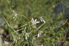 Ornithogalum