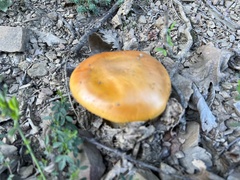 Amanita caesarea
