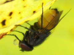 Musca autumnalis