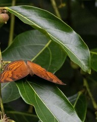 Junonia hedonia