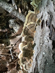 Trametes versicolor