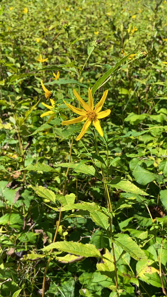 sunflowers, daisies, asters, and allies from Northwest Park, Windsor