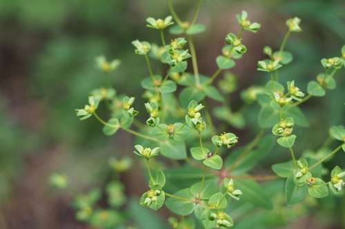 Euphorbia pekinensis ssp. pekinensis