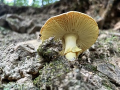 Amanita caesarea