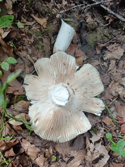 Russula virescens