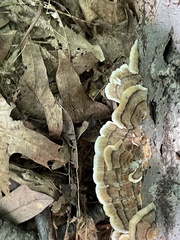 Trametes versicolor