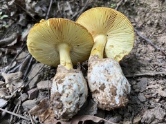 Amanita caesarea